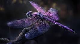 Purple dragonfly, a personal symbol of Debra Jones